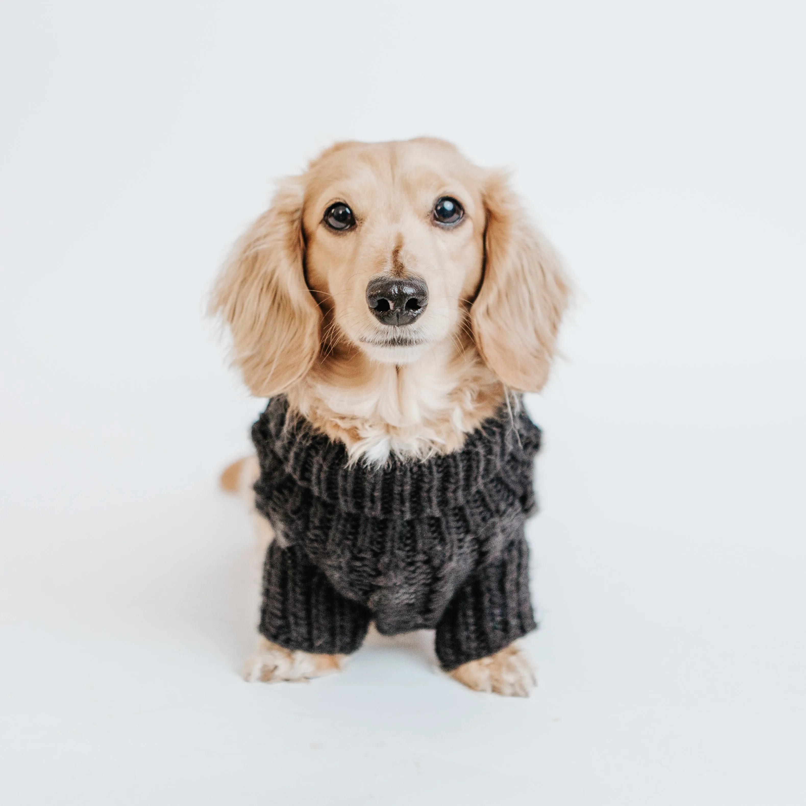 Dog Cable Knit Sweater - Black