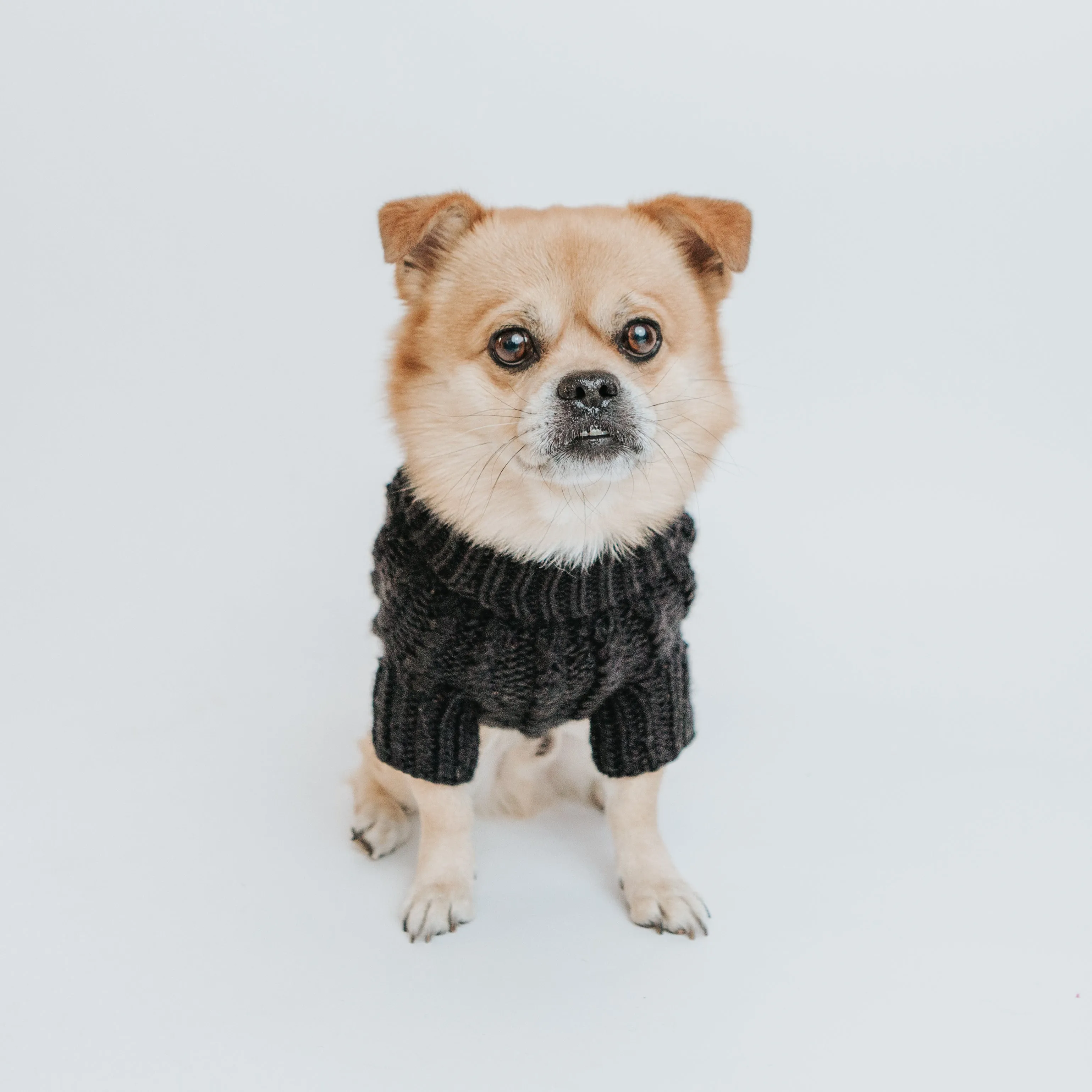 Dog Cable Knit Sweater - Black