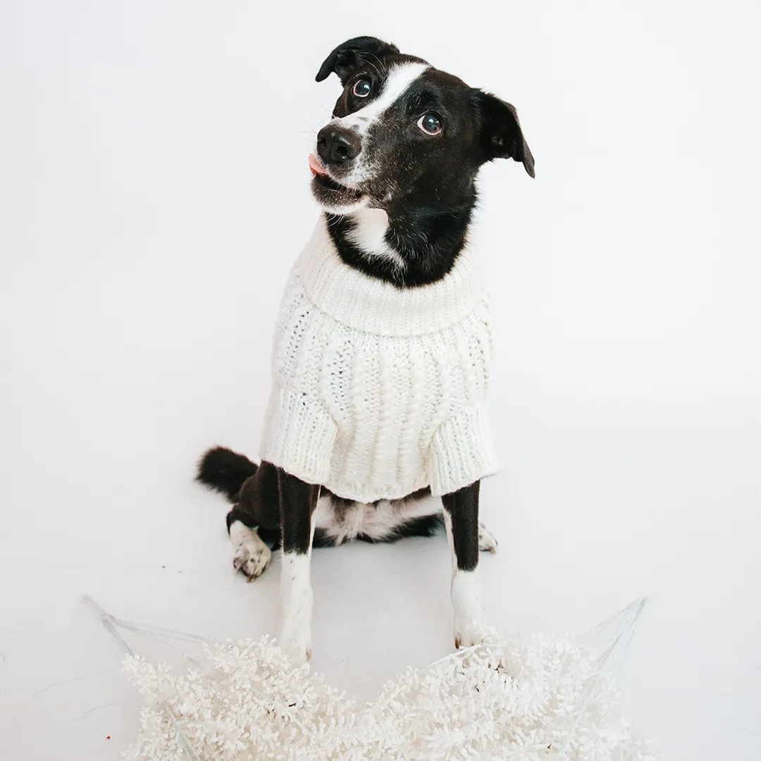 Dog Cable Knit Sweater - White